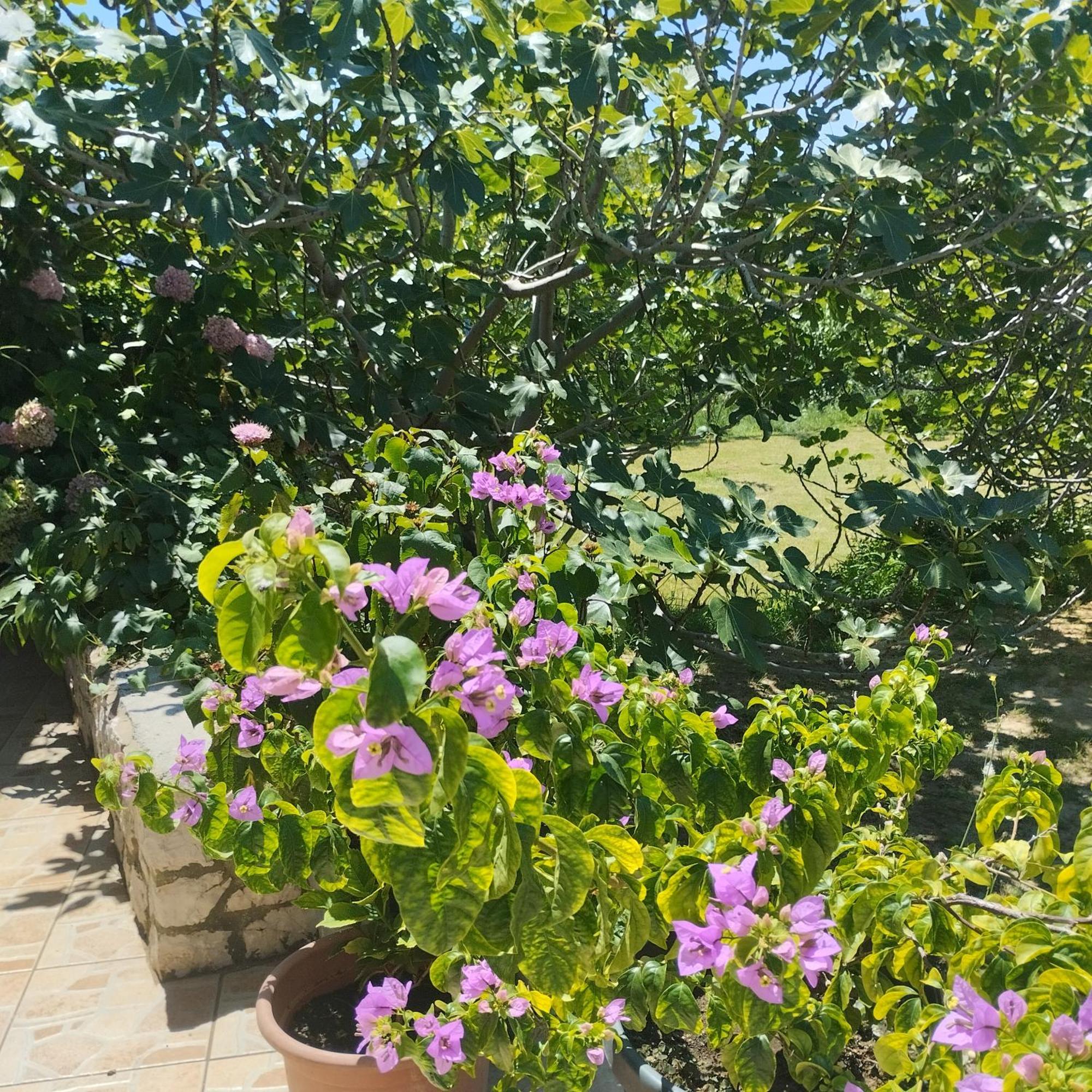 Apartmani Gero Lopar Esterno foto