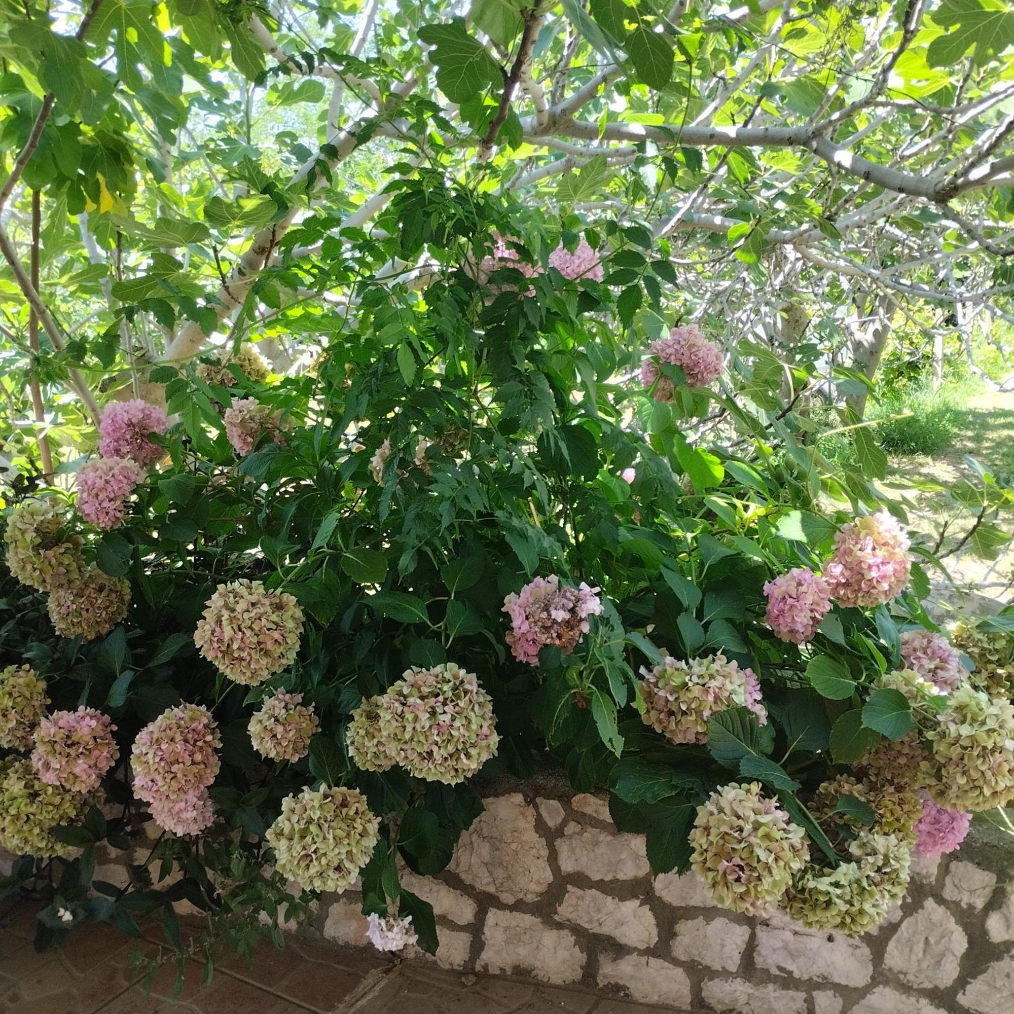 Apartmani Gero Lopar Esterno foto